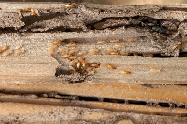Best Pest Prevention Services  in Danielson, CT